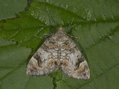 Common Marbled Carpet (Dysstroma truncata)
