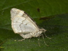 Common Marbled Carpet (Dysstroma truncata)