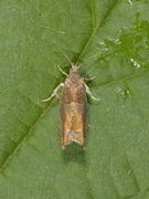 Nut Bud Moth (Epinotia tenerana)