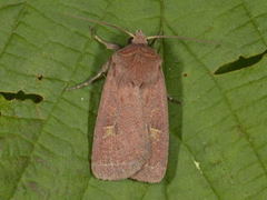 Gulflekkbakkefly (Xestia xanthographa)