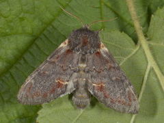 Iron Prominent (Notodonta dromedarius)