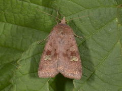 Barred Chestnut (Diarsia dahlii)