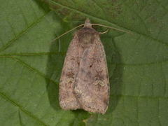 Barred Chestnut (Diarsia dahlii)