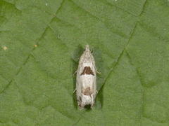 Small Birch Bell (Epinotia ramella)