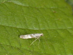 Lilac Leafminer (Gracillaria syringella)