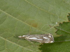 Chequered Grass-veneer (Catoptria falsella)