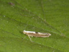 Cherry Fruit Moth (Argyresthia pruniella)