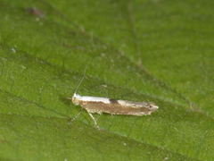 Kirsebærmøll (Argyresthia pruniella)