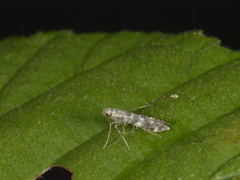 Lilac Leafminer (Gracillaria syringella)