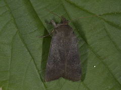 Lesser Yellow Underwing (Noctua comes)