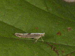 Cherry Fruit Moth (Argyresthia pruniella)