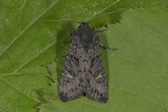 Black Rustic (Aporophyla nigra)