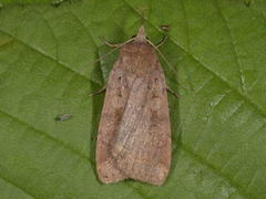 Barred Chestnut (Diarsia dahlii)