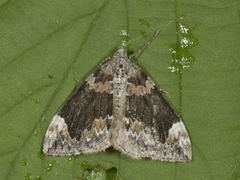 Common Marbled Carpet (Dysstroma truncata)