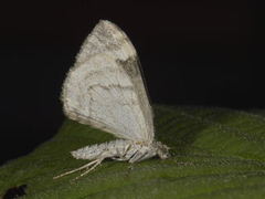Common Marbled Carpet (Dysstroma truncata)