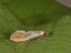 Rødgul reirmøll (Tinea semifulvella)