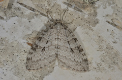 Autumnal Moth (Epirrita autumnata)