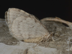 Autumnal Moth (Epirrita autumnata)