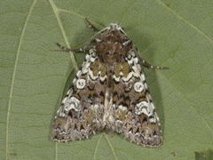 Flekkfly (Crypsedra gemmea)