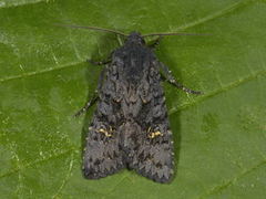 Black Rustic (Aporophyla nigra)