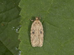 Agonopterix arenella