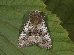Cameo (Crypsedra gemmea)