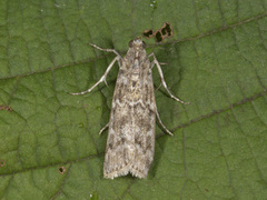 Dark Pine Knot-horn (Dioryctria abietella)