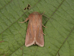 Starrfly (Denticucullus pygmina)