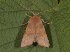 Rødt høstfly (Agrochola helvola)