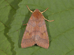 Rødt høstfly (Agrochola helvola)