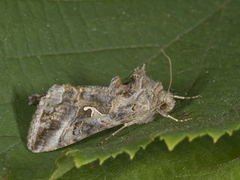 Gråbrunt metallfly (Autographa buraetica)