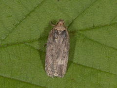 Brown Flat-body (Depressaria badiella)