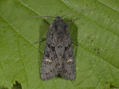Black Rustic (Aporophyla nigra)