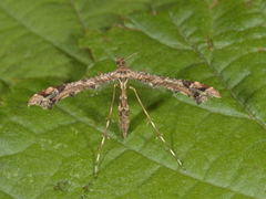 Beautiful Plume (Amblyptilia acanthadactyla)