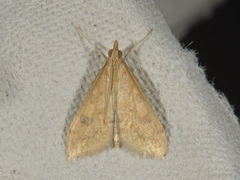 Rusty-dot Pearl (Udea ferrugalis)