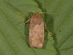 Variabelt flatfly (Conistra vaccinii)