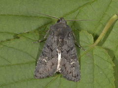 Black Rustic (Aporophyla nigra)