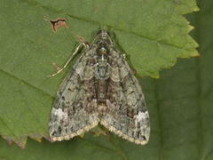 Red-green Carpet (Chloroclysta siterata)