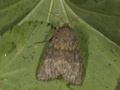 Brindled Ochre (Dasypolia templi)