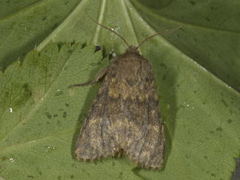 Tempelfly (Dasypolia templi)