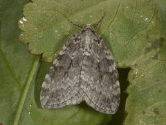 Autumnal Moth (Epirrita autumnata)