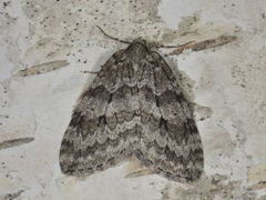 Autumnal Moth (Epirrita autumnata)