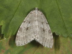 Autumnal Moth (Epirrita autumnata)
