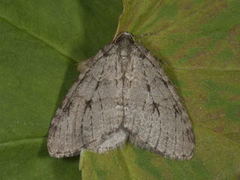 Autumnal Moth (Epirrita autumnata)