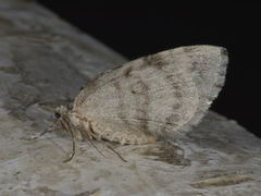 Autumnal Moth (Epirrita autumnata)
