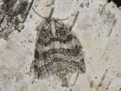 Autumnal Moth (Epirrita autumnata)