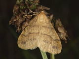 Gul frostmåler (Agriopis aurantiaria)