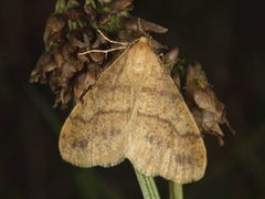 Scarce Umber (Agriopis aurantiaria)