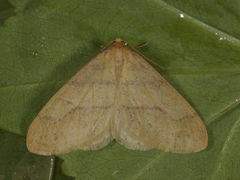 Scarce Umber (Agriopis aurantiaria)