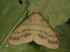 Scarce Umber (Agriopis aurantiaria)